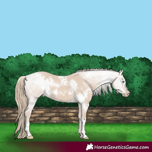 Horse Color:White Spotted Smoky Creme 