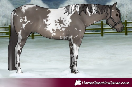 Horse Color:White Spotted Smoky Grullo Tobiano 