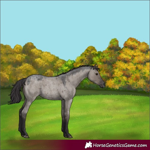 Horse Color:Smoky Grullo Roan 