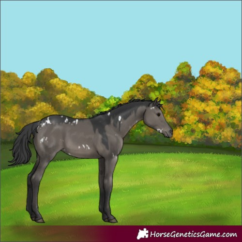 Horse Color:White Spotted Grullo Rabicano 