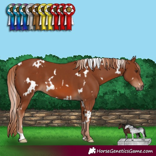Horse Color:White Spotted Chestnut 