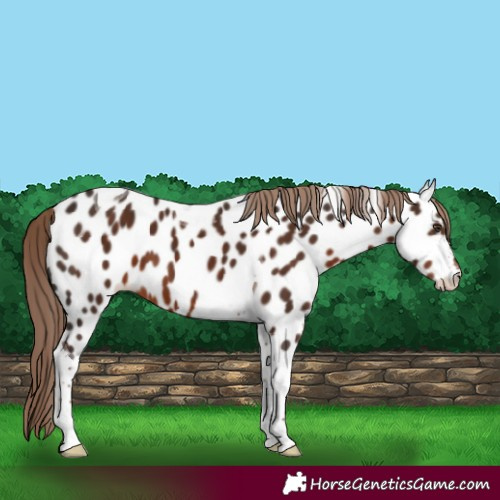 Horse Color:Liver Chestnut Tobiano Near Leopard 