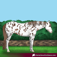 Horse Color:Liver Chestnut Tobiano Near Leopard 