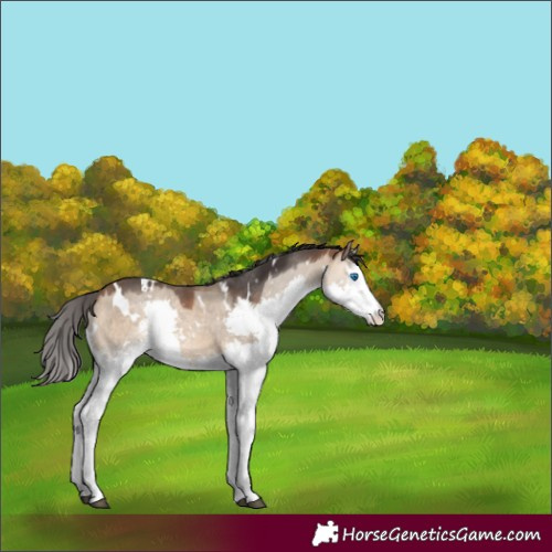 Horse Color:White Spotted Bay Dun Splash 