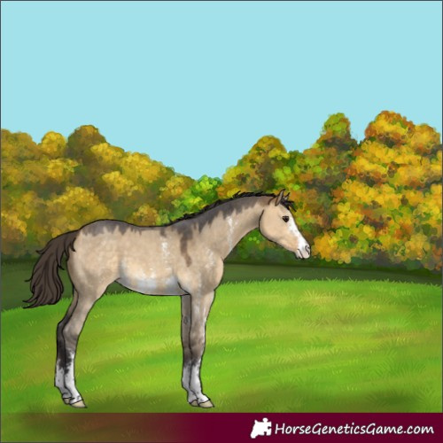 Horse Color:Buckskin Dun Sabino 