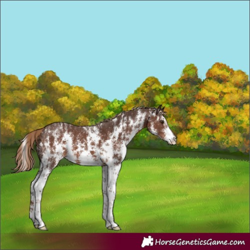 Horse Color:Liver Chestnut Sabino 