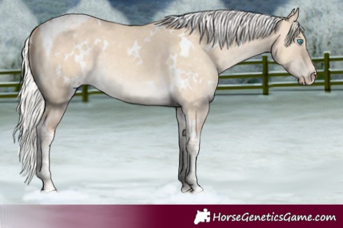 Horse Color:White Spotted Silver Perlino Dun Tobiano 