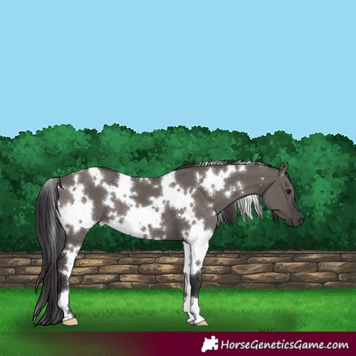 Horse Color:White Spotted Smoky Grullo 