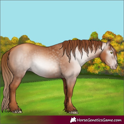 Horse Color:Gray Gold Champagne 