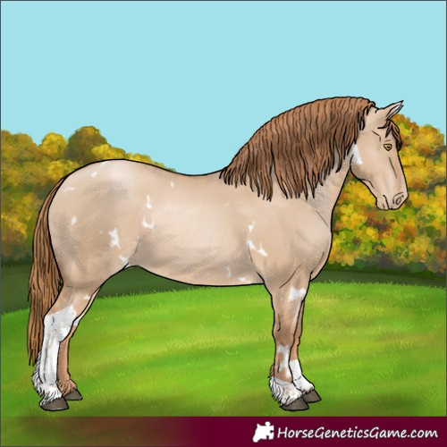 Horse Color:White Spotted Red Dun Pearl Tobiano 