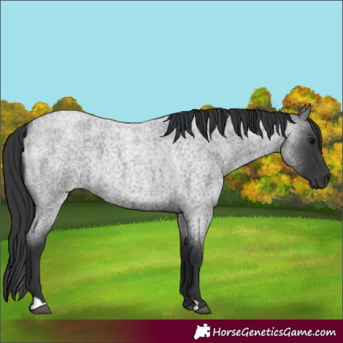 Horse Color:Blue Roan 