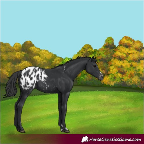 Horse Color:Black Appaloosa 