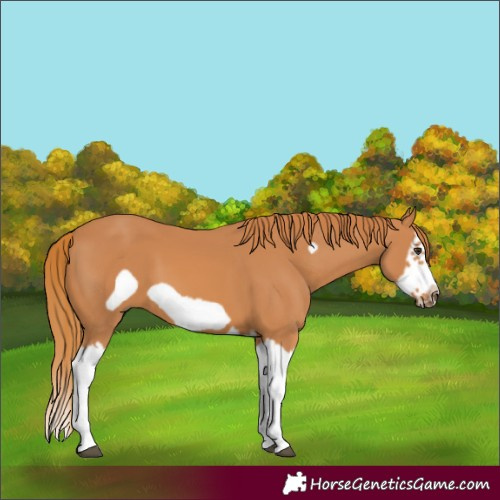 Horse Color:Chestnut Splash Frame 
