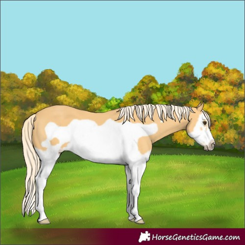 Horse Color:Palomino Splash Frame 