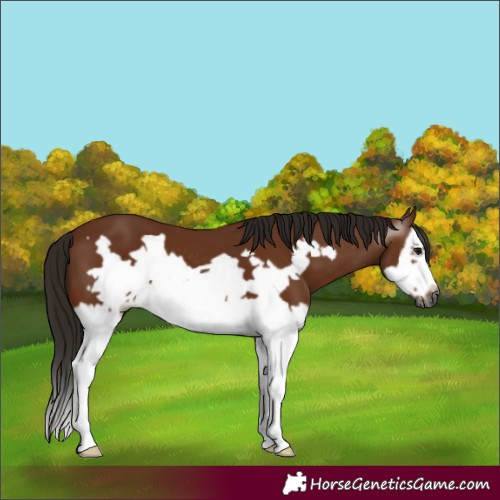 Horse Color:Gray Bay Splash Frame 