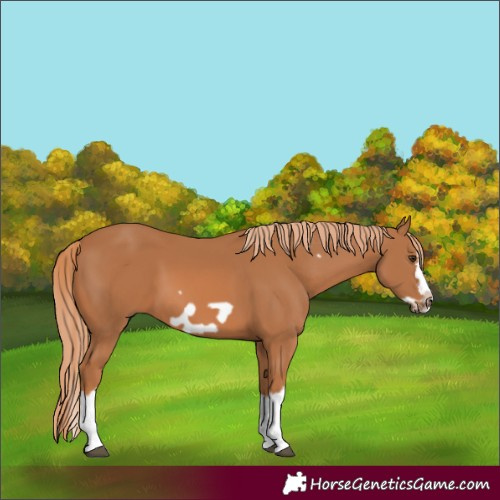 Horse Color:Chestnut Splash Frame 