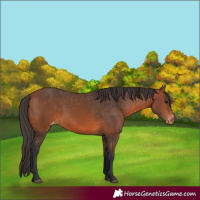 Horse Color:Bay Appaloosa 