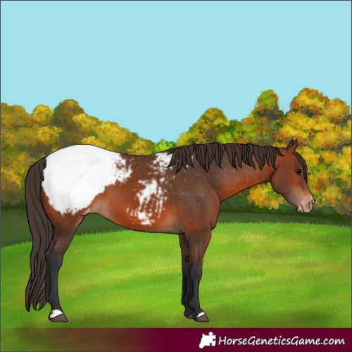 Horse Color:Bay Appaloosa 