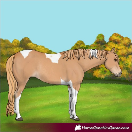 Horse Color:Chestnut Tobiano Rabicano 