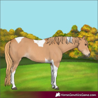 Horse Color:Chestnut Tobiano Rabicano 