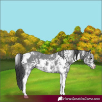 Horse Color:White Spotted Black Sabino 