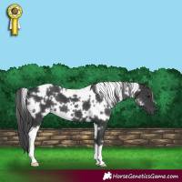 Horse Color:White Spotted Black