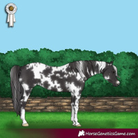 Horse Color:White Spotted Smoky Black
