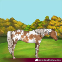Horse Color:White Spotted Chocolate Palomino 