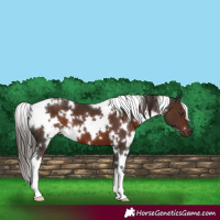 Horse Color:White Spotted Liver Chestnut 