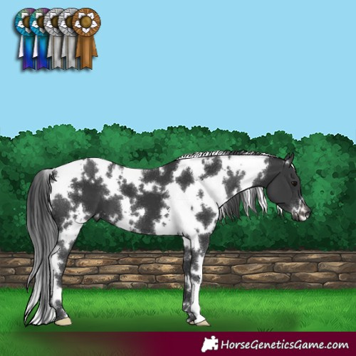 Horse Color:White Spotted Black 