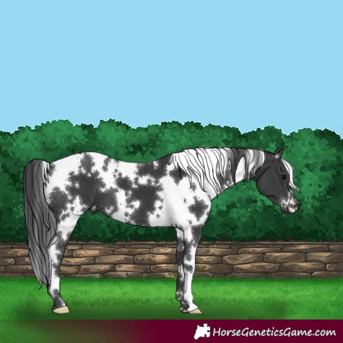 Horse Color:White Spotted Black 