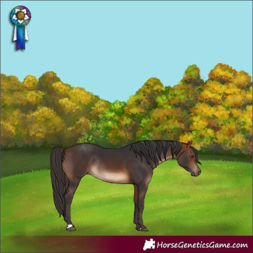 Horse Color:Bay Rabicano 
