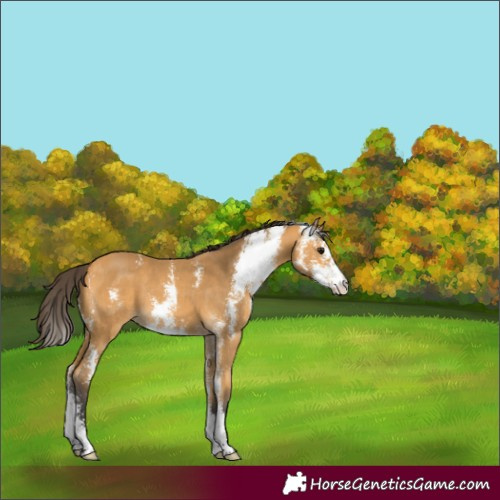 Horse Color:Unknown 
