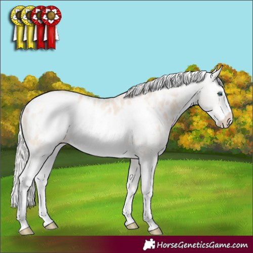 Horse Color:Cremello Sabino Frame Appaloosa 