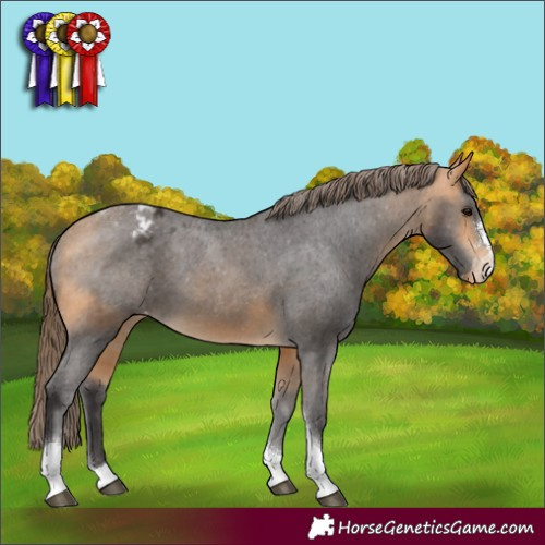 Horse Color:Buckskin Sabino Tobiano Appaloosa 