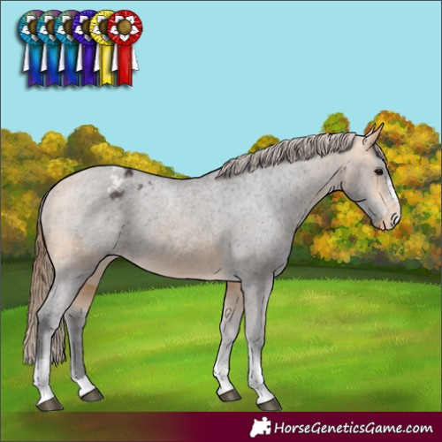 Horse Color:Buckskin Sabino Tobiano Appaloosa 