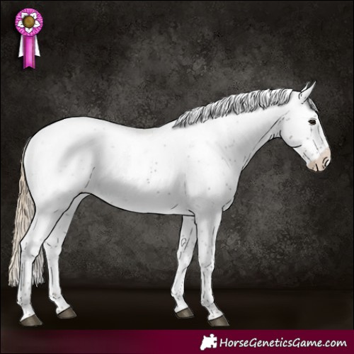 Horse Color:Liver Chestnut Sabino Appaloosa 