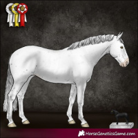 Horse Color:Brown Sabino Splash Appaloosa