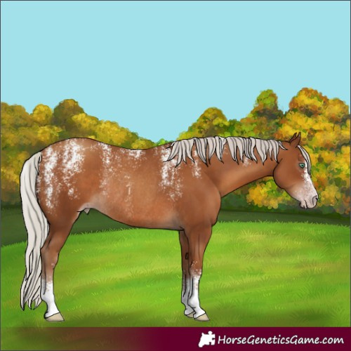 Horse Color:Powder White Gray Silver Classic Champagne Rabicano 