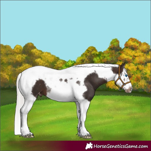 Horse Color:Silver Brown Splash Tobiano Frame Appaloosa 