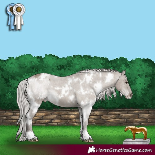 Horse Color:White Spotted Silver Grullo Appaloosa 
