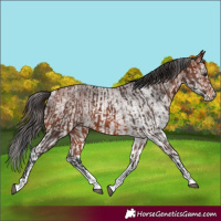 Horse Color:Bay Rabicano and White Spotted Bay Rabicano