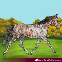Horse Color:Bay Rabicano  and White Spotted Bay Rabicano 