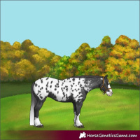 Horse Color:Black Splash Appaloosa 