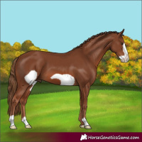 Horse Color:Chestnut Frame 