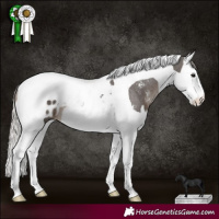 Horse Color:Silver Black Sabino Splash Tobiano Appaloosa 