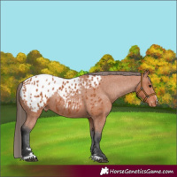Horse Color:Bay Appaloosa Rabicano 