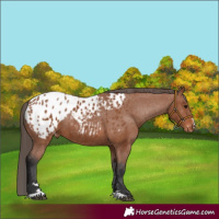 Horse Color:Bay Blanket Rabicano