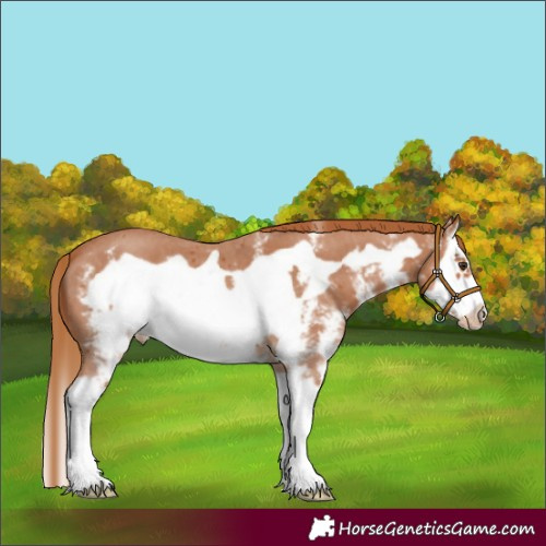 Horse Color:Chestnut Sabino Splash Frame Varnish 