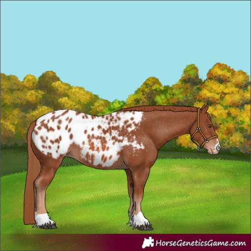 Horse Color:Chestnut Appaloosa 